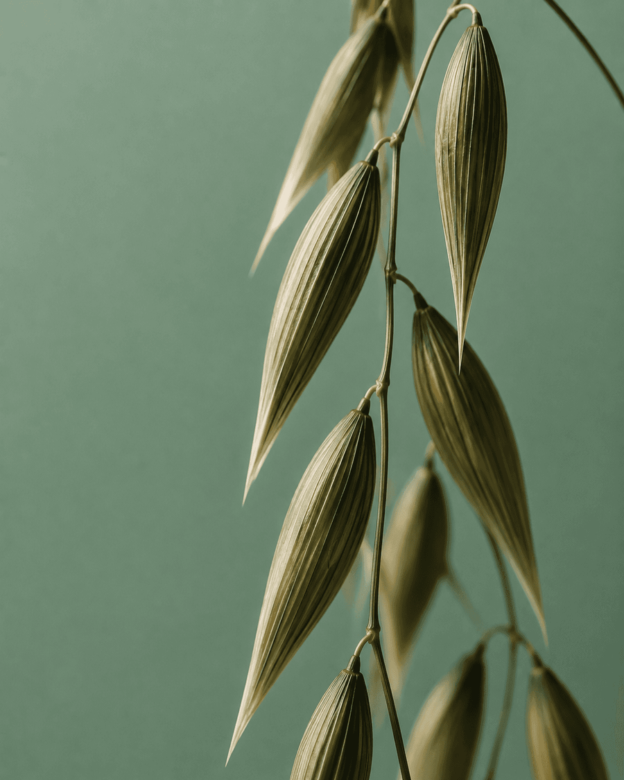 Black Oat & Soy Lecithin Complex