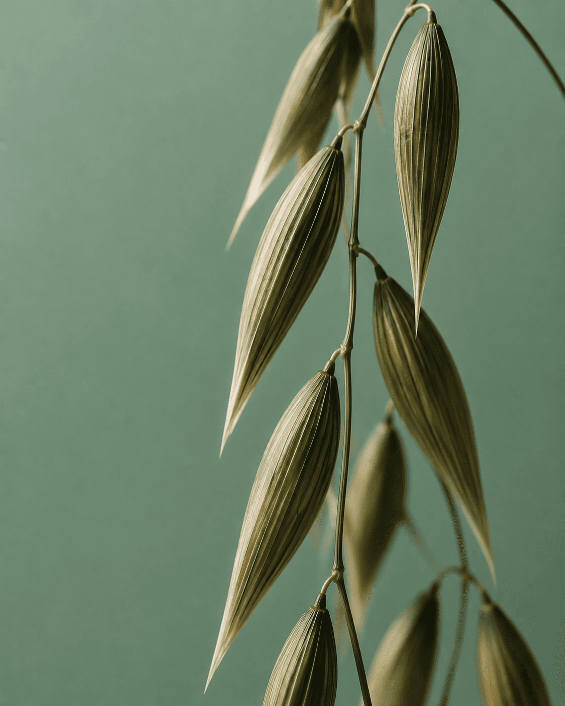 Black Oat Complex
