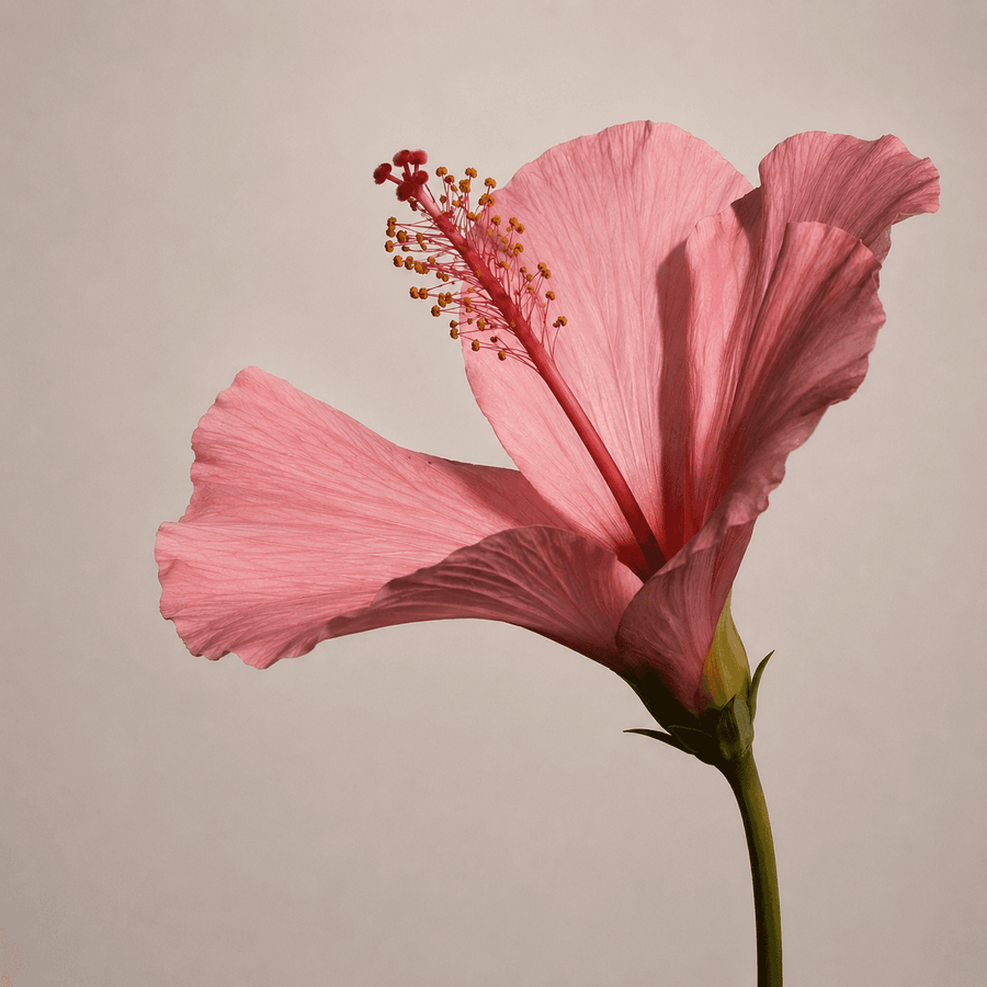 Organic Hibiscus